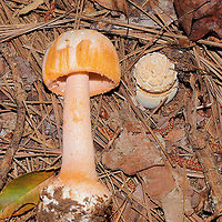 Rose-Tinted Amanita (Amanita roseotincta) Beneath pines (in a flood plain) at the edge of a large creek <br />
https://www.jungledragon.com/image/120674/rose-tinted_amanita_amanita_roseotincta.html<br />
https://www.jungledragon.com/image/120673/rose-tinted_amanita_amanita_roseotincta.html<br />
https://www.jungledragon.com/image/120672/rose-tinted_amanita_amanita_roseotincta.html Amanita roseitincta,Amanita roseotincta,Geotagged,Summer,United States