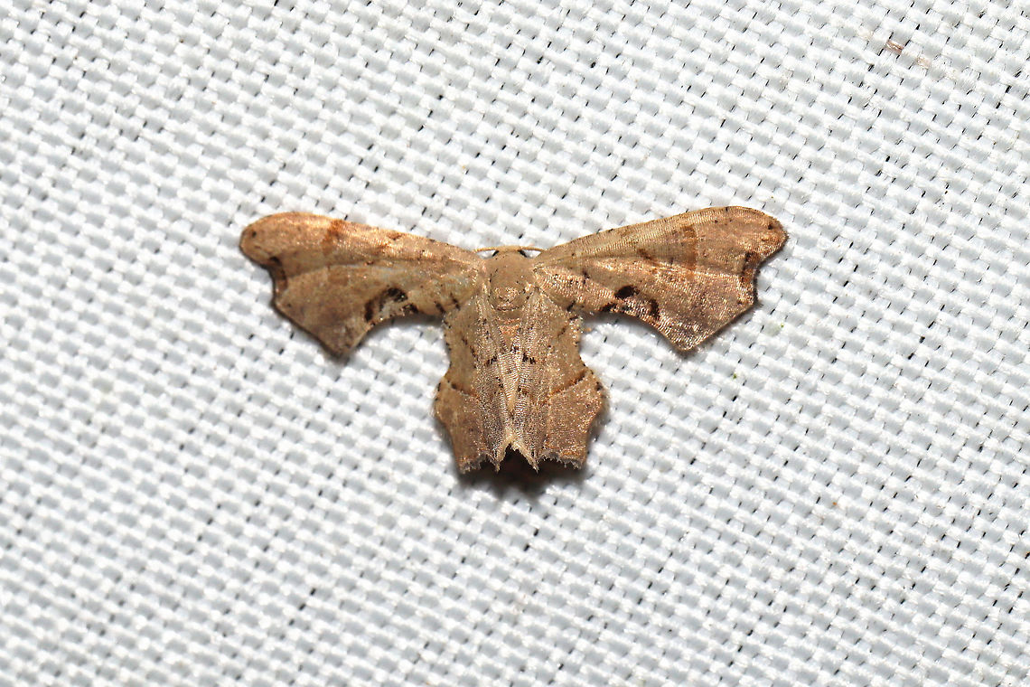 Brown Scoopwing (Calledapteryx dryopterata) At a 365 + 395nm UV light setup at a mixed forest edge.<br />
 Brown Scoopwing,Calledapteryx dryopterata,Geotagged,Summer,United States