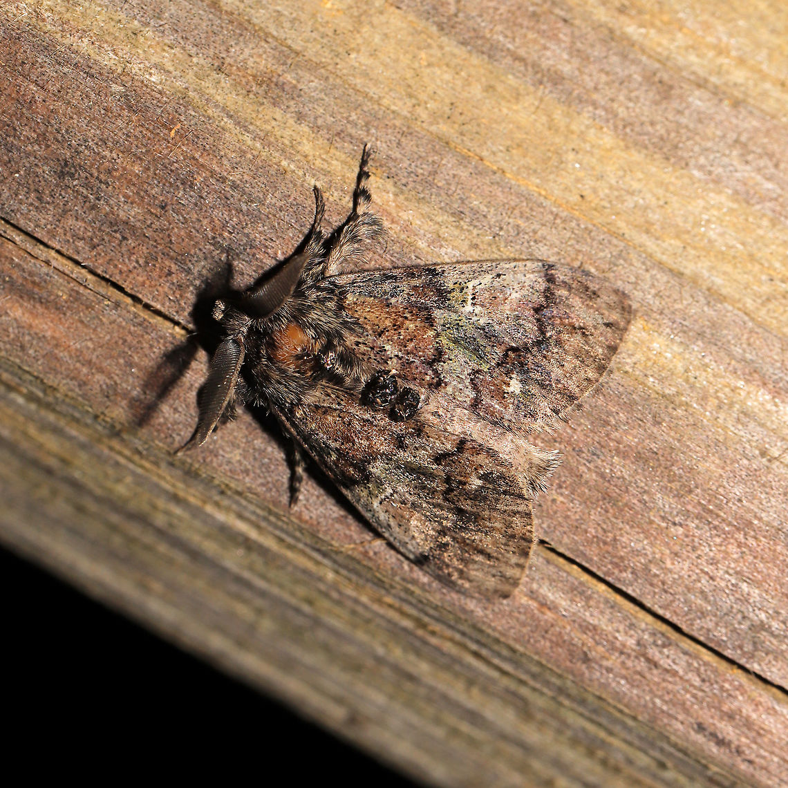 Southern Tussock Moth (Dasychira meridionalis) At a 365 + 395nm UV light setup at a mixed forest edge.<br />
 Dasychira meridionalis,Geotagged,Southern tussock moth,Summer,United States