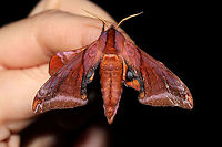 Huckleberry Sphinx (Paonias astylus) At a 365 + 395nm UV light setup at a mixed forest edge.<br />
https://www.jungledragon.com/image/120679/huckleberry_sphinx_paonias_astylus.html Geotagged,Huckleberry sphinx,Paonias astylus,Summer,United States