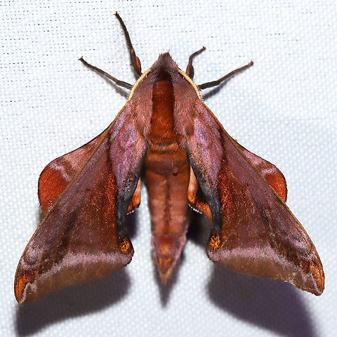 Huckleberry Sphinx (Paonias astylus) At a 365 + 395nm UV light setup at a mixed forest edge.
https://www.jungledragon.com/image/120678/huckleberry_sphinx_paonias_astylus.html Geotagged,Huckleberry sphinx,Paonias astylus,Summer,United States