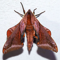 Huckleberry Sphinx (Paonias astylus) At a 365 + 395nm UV light setup at a mixed forest edge.<br />
https://www.jungledragon.com/image/120678/huckleberry_sphinx_paonias_astylus.html Geotagged,Huckleberry sphinx,Paonias astylus,Summer,United States