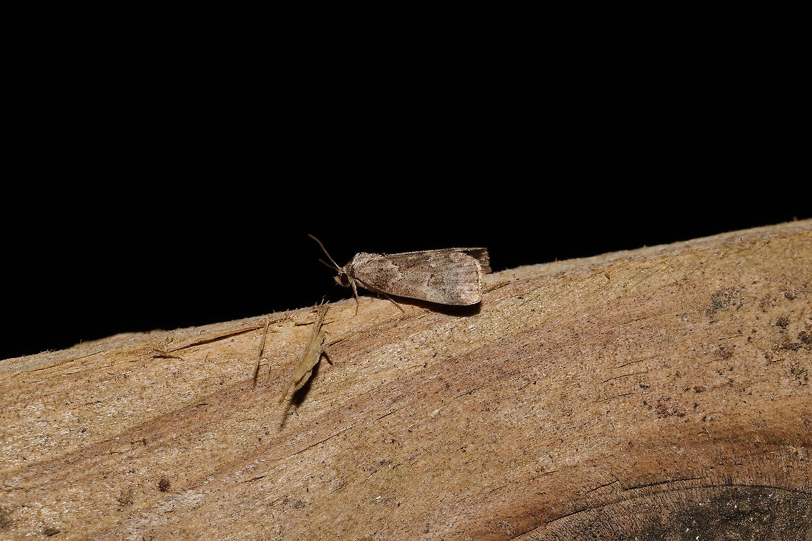 White-Line Graylet (Hyperstrotia nana) At a 365 + 395nm UV light setup at a mixed forest edge.<br />
 Geotagged,Hyperstrotia nana,Summer,United States,White-lined Graylet