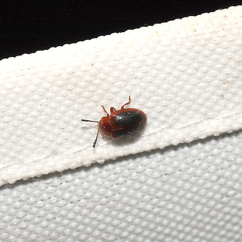 Stenotarsus hispidus At a 365 + 395nm UV light setup at a mixed forest edge.
 Geotagged,Stenotarsus hispidus,Summer,United States