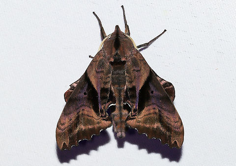 Blinded Sphinx (Paonias excaecata) At a 365 + 395nm UV light setup at a mixed forest edge.

https://www.jungledragon.com/image/120683/blinded_sphinx_paonias_excaecata.html Blinded Sphinx,Geotagged,Paonias excaecatus,Summer,United States