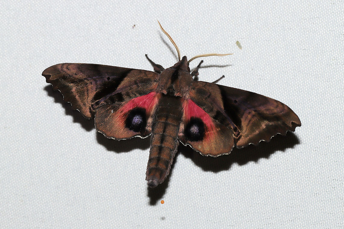Blinded Sphinx (Paonias excaecata) At a 365 + 395nm UV light setup at a mixed forest edge.<br />
<figure class="photo"><a href="https://www.jungledragon.com/image/120682/blinded_sphinx_paonias_excaecata.html" title="Blinded Sphinx (Paonias excaecata)"><img src="https://s3.amazonaws.com/media.jungledragon.com/images/3231/120682_thumb.jpg?AWSAccessKeyId=05GMT0V3GWVNE7GGM1R2&Expires=1767225610&Signature=E9CVUFo45ROzOXkL5z5L8q5Plow%3D" width="200" height="142" alt="Blinded Sphinx (Paonias excaecata) At a 365 + 395nm UV light setup at a mixed forest edge.<br />
<br />
https://www.jungledragon.com/image/120683/blinded_sphinx_paonias_excaecata.html Blinded Sphinx,Geotagged,Paonias excaecatus,Summer,United States" /></a></figure> Blinded Sphinx,Geotagged,Paonias excaecatus,Summer,United States