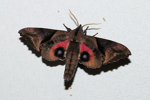 Blinded Sphinx (Paonias excaecata) At a 365 + 395nm UV light setup at a mixed forest edge.
https://www.jungledragon.com/image/120682/blinded_sphinx_paonias_excaecata.html Blinded Sphinx,Geotagged,Paonias excaecatus,Summer,United States