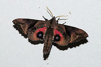 Blinded Sphinx (Paonias excaecata) At a 365 + 395nm UV light setup at a mixed forest edge.<br />
https://www.jungledragon.com/image/120682/blinded_sphinx_paonias_excaecata.html Blinded Sphinx,Geotagged,Paonias excaecatus,Summer,United States