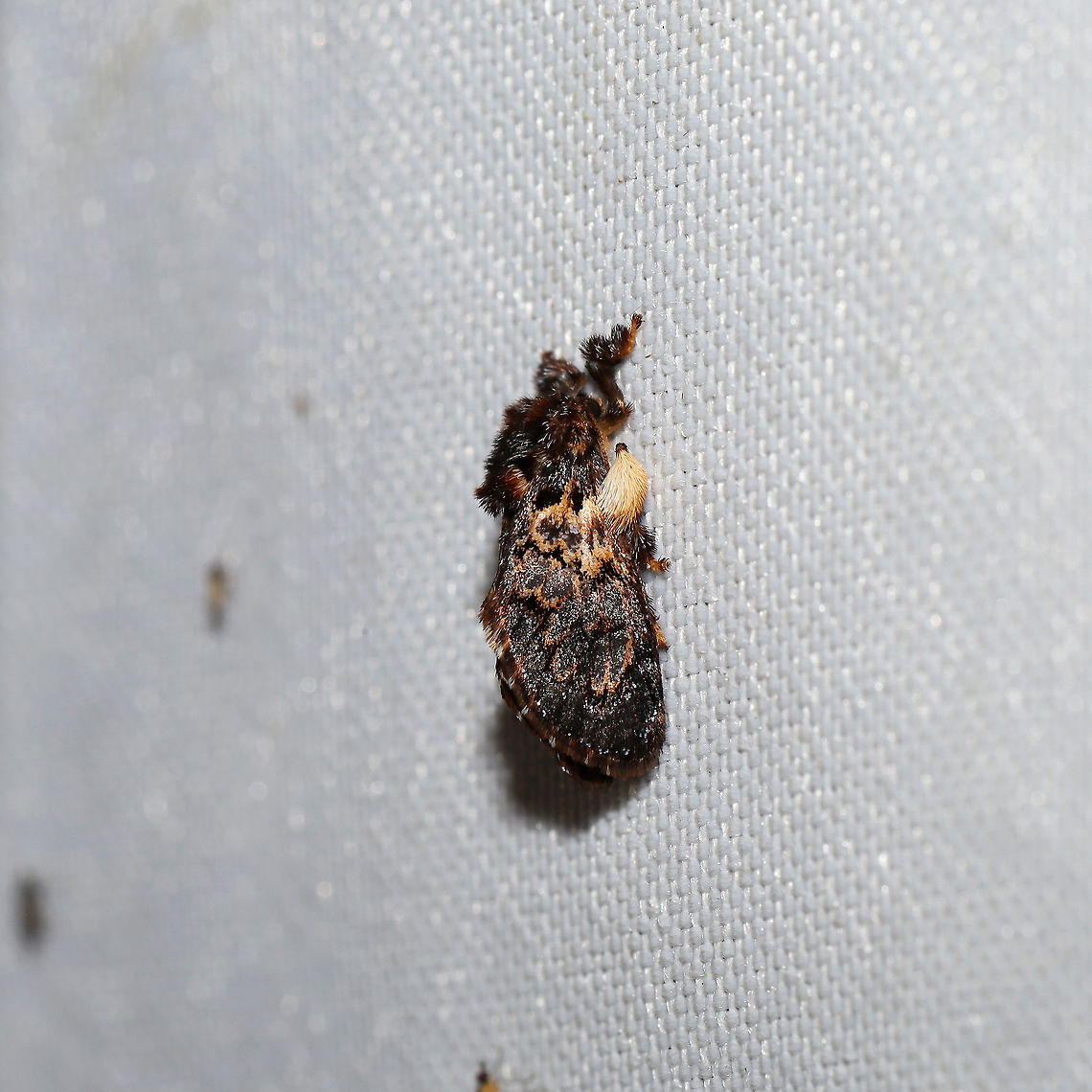 Hag Moth (Phobetron pithecium) At a 365 + 395nm UV light setup at a mixed forest edge.<br />
 Geotagged,Phobetron pithecium,Summer,United States