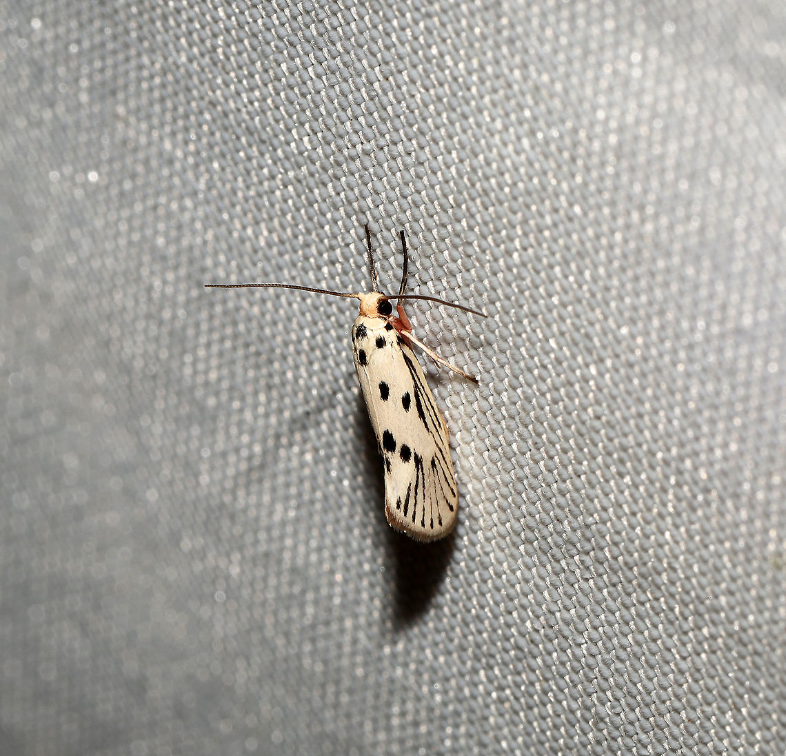 Bumelia Leafworm Moth (Lactura pupula) At a 365 + 395nm UV light setup at a mixed forest edge.<br />
 Geotagged,Lactura pupula,Moth Week 2021,Summer,United States