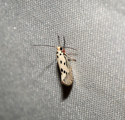 Bumelia Leafworm Moth (Lactura pupula) At a 365 + 395nm UV light setup at a mixed forest edge.
 Geotagged,Lactura pupula,Moth Week 2021,Summer,United States
