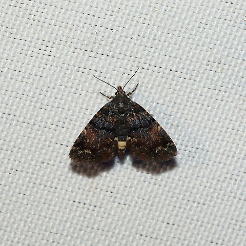 Richards' Fungus Moth (Metalectra richardsi) At a 365 + 395nm UV light setup at a mixed forest edge.
 Geotagged,Metalectra richardsi,Moth Week 2021,Summer,United States