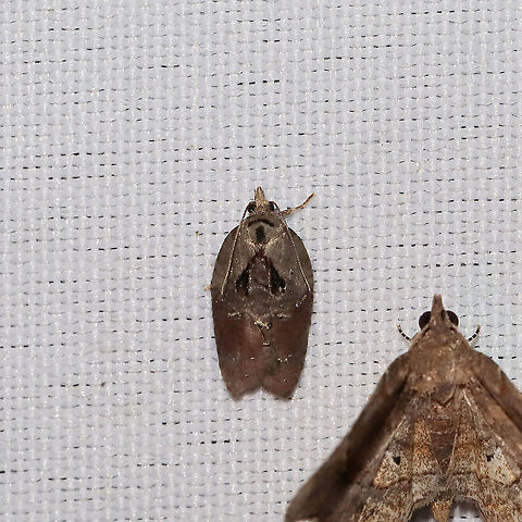 Acleris sp. At a 365 + 395nm UV light setup at a mixed forest edge.
 Acleris variegana,Geotagged,Summer,United States