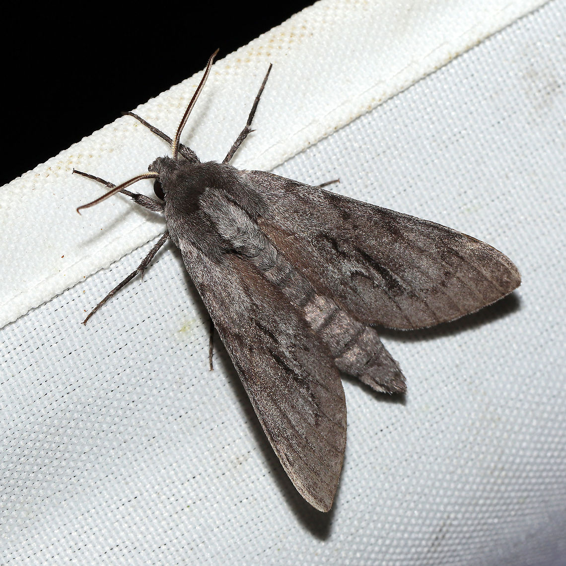 Southern Pine Sphinx (Lapara coniferarum) At a 365 + 395nm UV light setup at a mixed forest edge.<br />
 Geotagged,Lapara coniferarum,Southern pine sphinx,Summer,United States