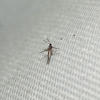 Cycloplasis panicifoliella At a 365 + 395nm UV light setup at a mixed forest edge.
 Cycloplasis panicifoliella,Geotagged,Moth Week 2021,Summer,United States