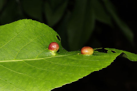 Phylloxera caryaeglobuli Galls on hickory leaves at the edge of a dense mixed forest. 8-10mm in size.
 Geotagged,Phylloxera caryaeglobuli,Spring,United States