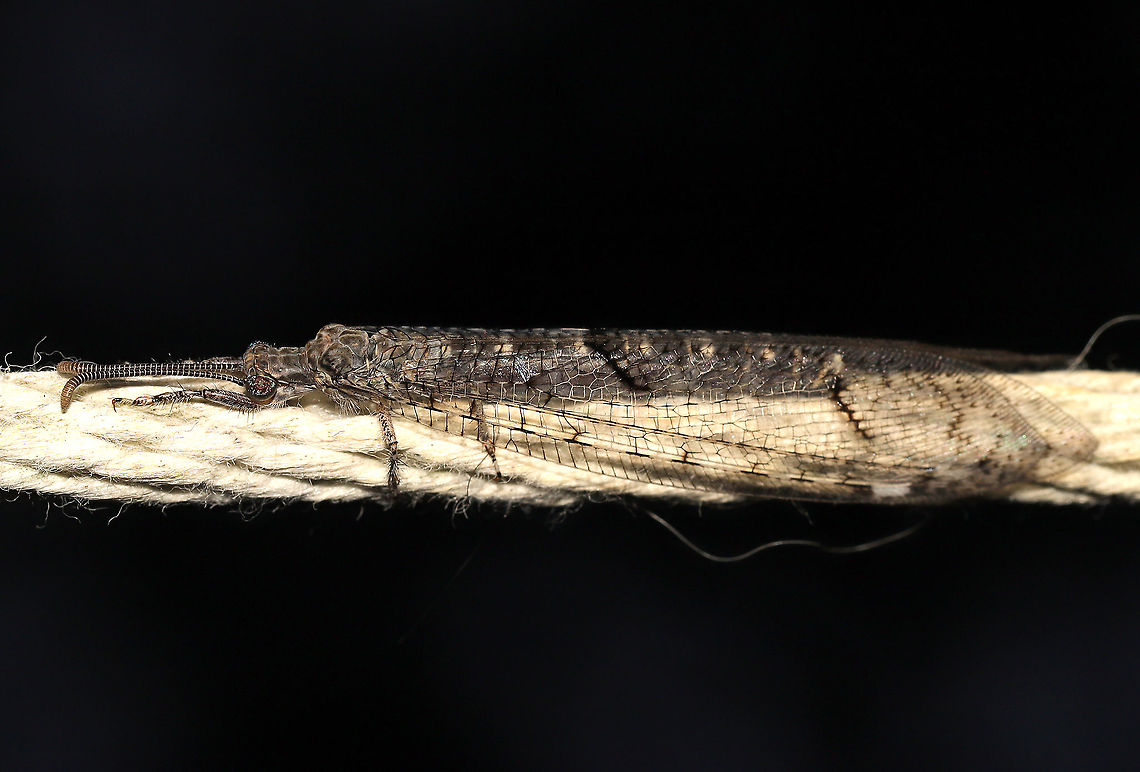 Subfamily Nemoleontinae - Adult Antlion An adult antlion on my outdoor clothesline at dawn.<br />
<figure class="photo"><a href="https://www.jungledragon.com/image/120713/subfamily_nemoleontinae_-_adult_antlion.html" title="Subfamily Nemoleontinae - Adult Antlion"><img src="https://s3.amazonaws.com/media.jungledragon.com/images/3231/120713_thumb.jpg?AWSAccessKeyId=05GMT0V3GWVNE7GGM1R2&Expires=1759968010&Signature=Qr7xT5JB06p3b6Se651UuaE15Fo%3D" width="200" height="118" alt="Subfamily Nemoleontinae - Adult Antlion An adult antlion on my outdoor clothesline at dawn.<br />
https://www.jungledragon.com/image/120712/subfamily_nemoleontinae_-_adult_antlion.html Geotagged,Summer,United States" /></a></figure> Geotagged,Summer,United States