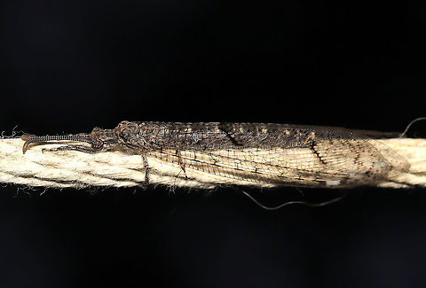 Subfamily Nemoleontinae - Adult Antlion An adult antlion on my outdoor clothesline at dawn.
https://www.jungledragon.com/image/120713/subfamily_nemoleontinae_-_adult_antlion.html Geotagged,Summer,United States
