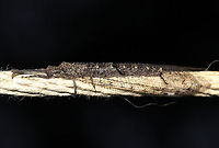Subfamily Nemoleontinae - Adult Antlion An adult antlion on my outdoor clothesline at dawn.<br />
https://www.jungledragon.com/image/120713/subfamily_nemoleontinae_-_adult_antlion.html Geotagged,Summer,United States