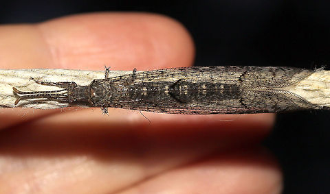 Subfamily Nemoleontinae - Adult Antlion An adult antlion on my outdoor clothesline at dawn.
https://www.jungledragon.com/image/120712/subfamily_nemoleontinae_-_adult_antlion.html Geotagged,Summer,United States