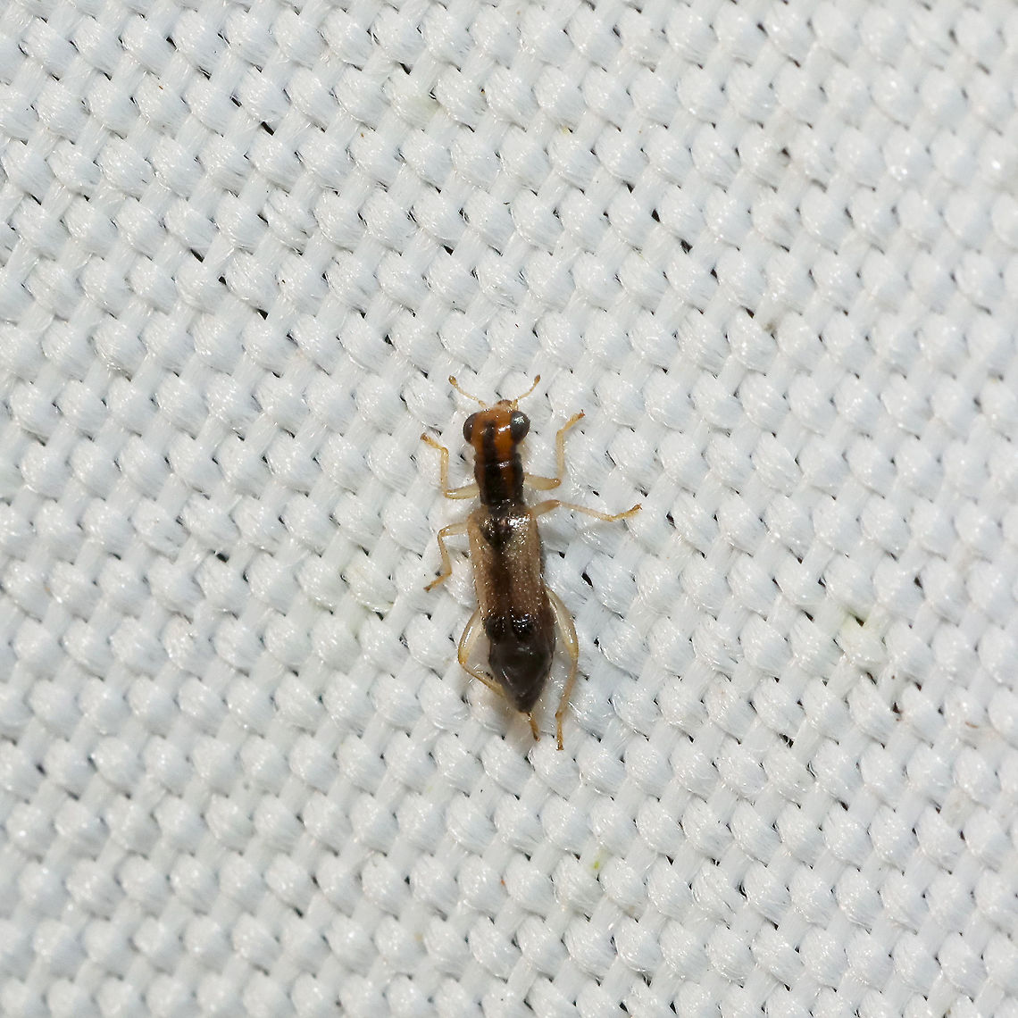 Phyllobaenus verticalis At a 365 + 395nm UV light setup at a mixed forest edge.<br />
 Geotagged,Phyllobaenus verticalis,Summer,United States