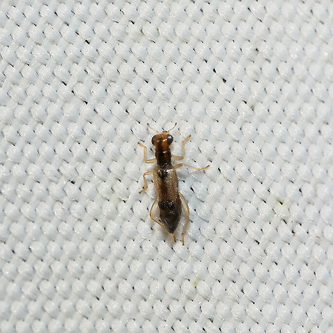 Phyllobaenus verticalis