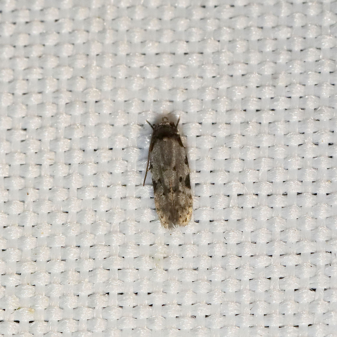 Triangle-marked Twirler Moth (Taygete attributella) At a 365 + 395nm UV light setup at a mixed forest edge.<br />
 Geotagged,Summer,Taygete attributella,Triangle-marked Twirler Moth,United States