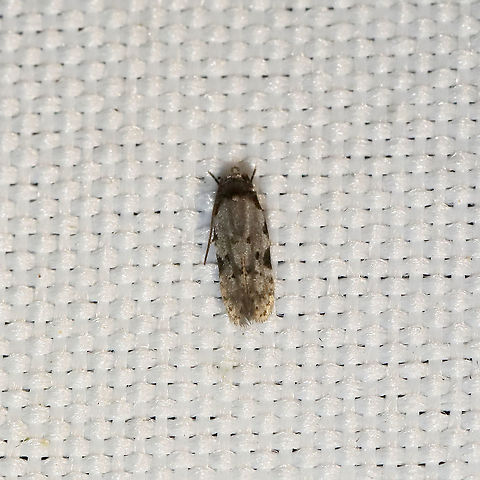 Triangle-marked Twirler Moth (Taygete attributella) At a 365 + 395nm UV light setup at a mixed forest edge.
 Geotagged,Summer,Taygete attributella,Triangle-marked Twirler Moth,United States