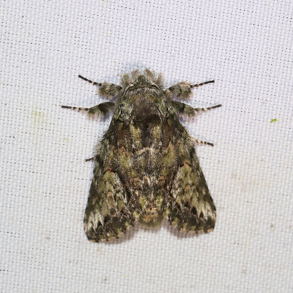 White-blotched Heterocampa Moth (Heterocampa umbrata) At a 365 + 395nm UV light setup at a mixed forest edge.<br />
 Geotagged,Heterocampa umbrata,Summer,United States,White-blotched Heterocampa
