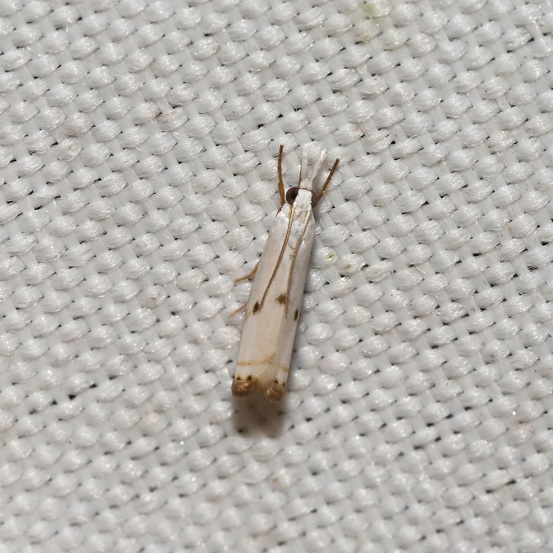 Microcrambus biguttellus At a 365 + 395nm UV light setup at a mixed forest edge.<br />
 Geotagged,Gold-stripe Grass-veneer,Microcrambus biguttellus,Summer,United States