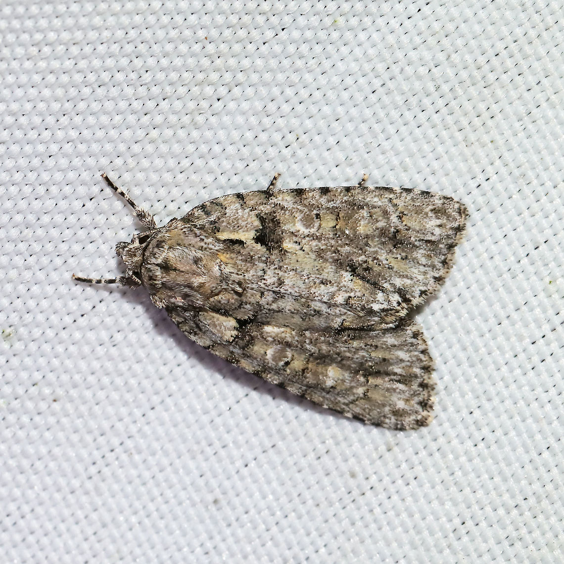 Eclipsed Oak Dagger (Acronicta increta) At a 365 + 395nm UV light setup at a mixed forest edge.<br />
 Acronicta increta,Eclipsed Oak Dagger,Geotagged,Summer,United States