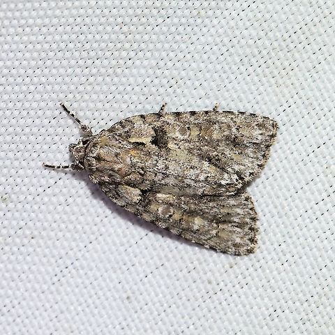 Eclipsed Oak Dagger (Acronicta increta) At a 365 + 395nm UV light setup at a mixed forest edge.
 Acronicta increta,Eclipsed Oak Dagger,Geotagged,Summer,United States