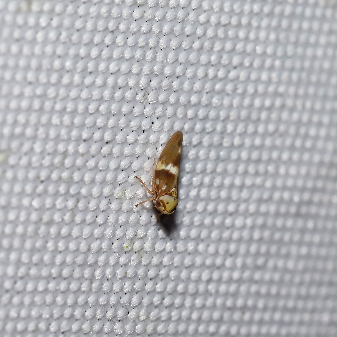 Agalliopsis cervina At a 365 + 395nm UV light setup at a mixed forest edge.<br />
 Agalliopsis cervina,Geotagged,Summer,United States