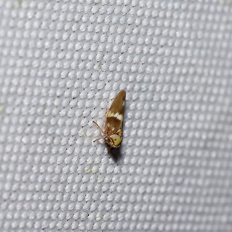 Agalliopsis cervina At a 365 + 395nm UV light setup at a mixed forest edge.
 Agalliopsis cervina,Geotagged,Summer,United States