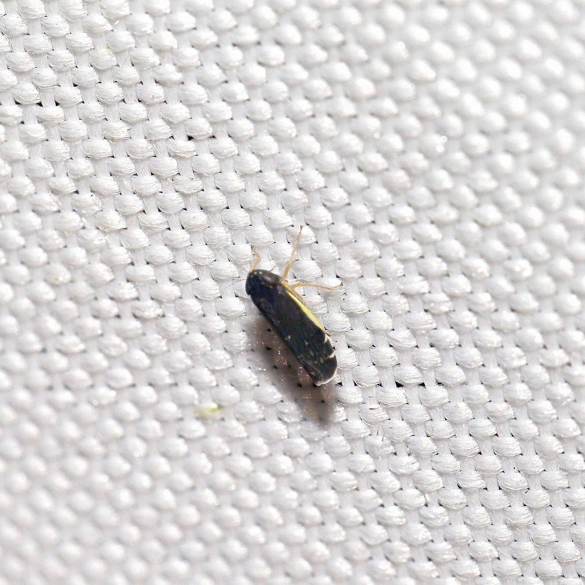 Planicephalus sp. At a 365 + 395nm UV light setup at a mixed forest edge.<br />
 Geotagged,Summer,United States