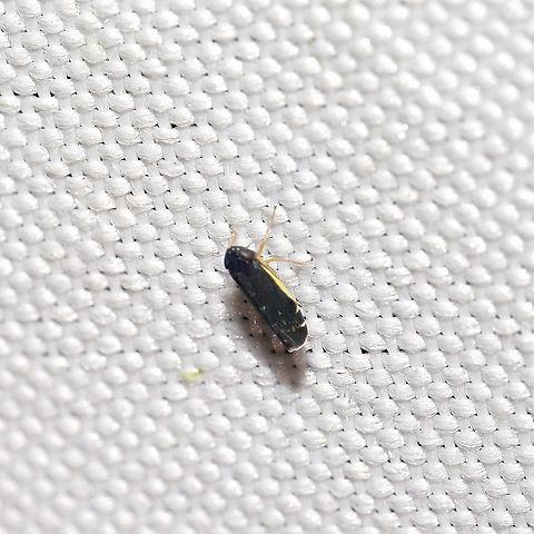 Planicephalus sp. At a 365 + 395nm UV light setup at a mixed forest edge.
 Geotagged,Summer,United States