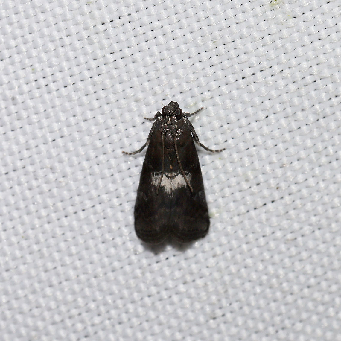 Salebriaria engeli At a 365 + 395nm UV light setup at a mixed forest edge.<br />
 Engel's Salebriaria Moth,Geotagged,Salebriaria engeli,Summer,United States