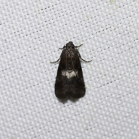 Salebriaria engeli At a 365 + 395nm UV light setup at a mixed forest edge.
 Engel's Salebriaria Moth,Geotagged,Salebriaria engeli,Summer,United States