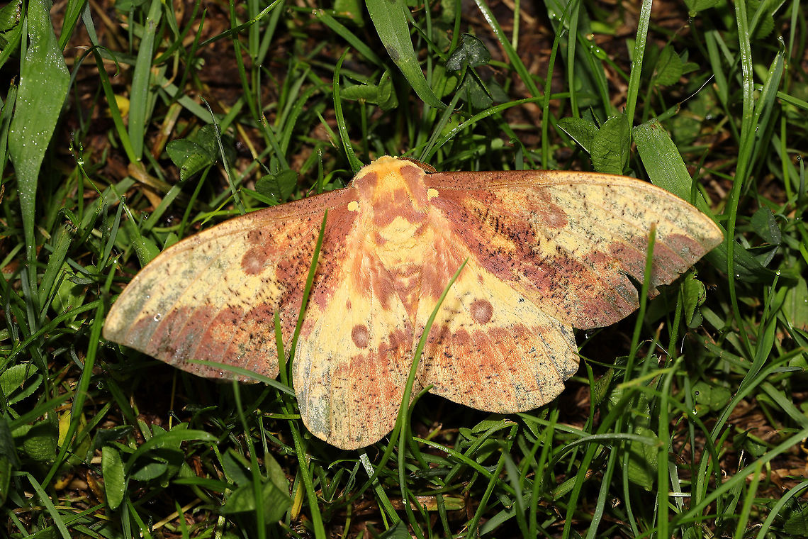 Imperial Moth (Eacles imperialis) At a 365 + 395nm UV light setup at a mixed forest edge.<br />
 Eacles imperialis,Geotagged,Imperial moth,Summer,United States