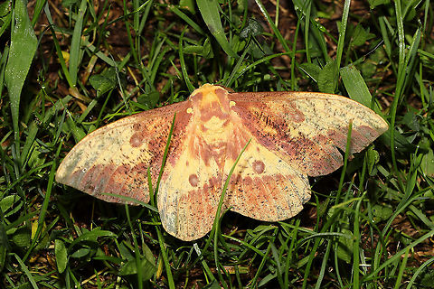 Imperial Moth (Eacles imperialis) At a 365 + 395nm UV light setup at a mixed forest edge.
 Eacles imperialis,Geotagged,Imperial moth,Summer,United States