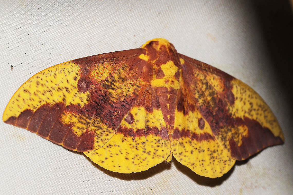 Imperial Moth (Eacles imperialis) At a 365 + 395nm UV light setup at a mixed forest edge.<br />
 Eacles imperialis,Geotagged,Imperial moth,Summer,United States of America