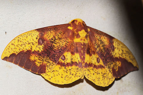 Imperial Moth (Eacles imperialis) At a 365 + 395nm UV light setup at a mixed forest edge.
 Eacles imperialis,Geotagged,Imperial moth,Summer,United States of America