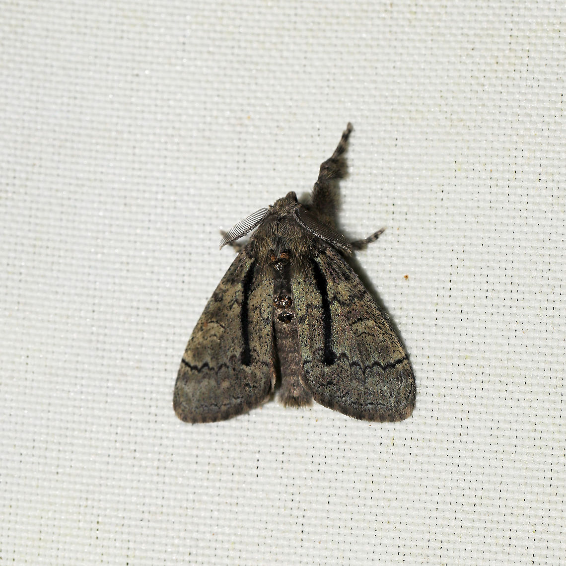 Streaked Tussock Moth (Dasychira obliquata) At a 365 + 395nm UV light setup at a mixed forest edge.<br />
 Dasychira obliquata,Geotagged,Summer,United States