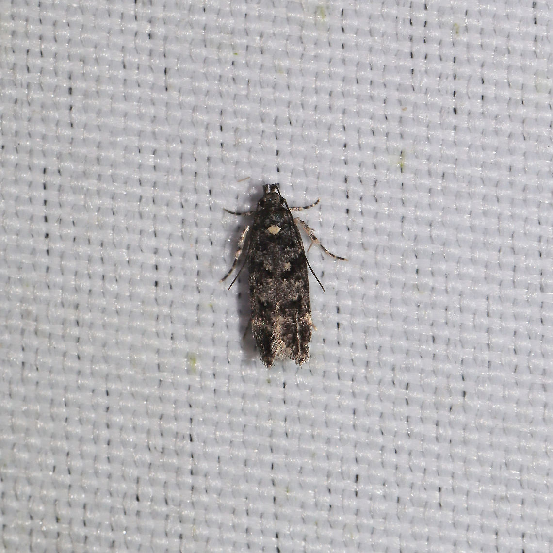 Section Chionodes formosella group At a 365 + 395nm UV light setup at a mixed forest edge.<br />
 Chionodes formosella,Geotagged,Summer,United States