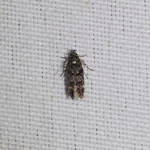 Chionodes formosella