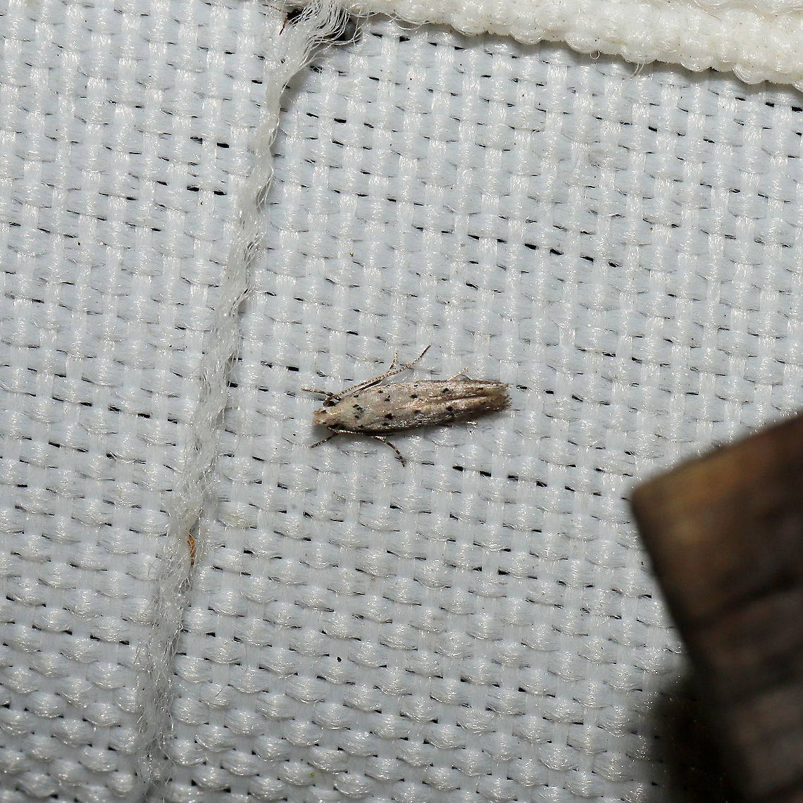 Coleotechnites sp. At a 365 + 395nm UV light setup at a mixed forest edge.<br />
 Geotagged,Summer,United States