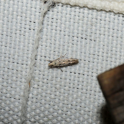 Coleotechnites sp. At a 365 + 395nm UV light setup at a mixed forest edge.
 Geotagged,Summer,United States