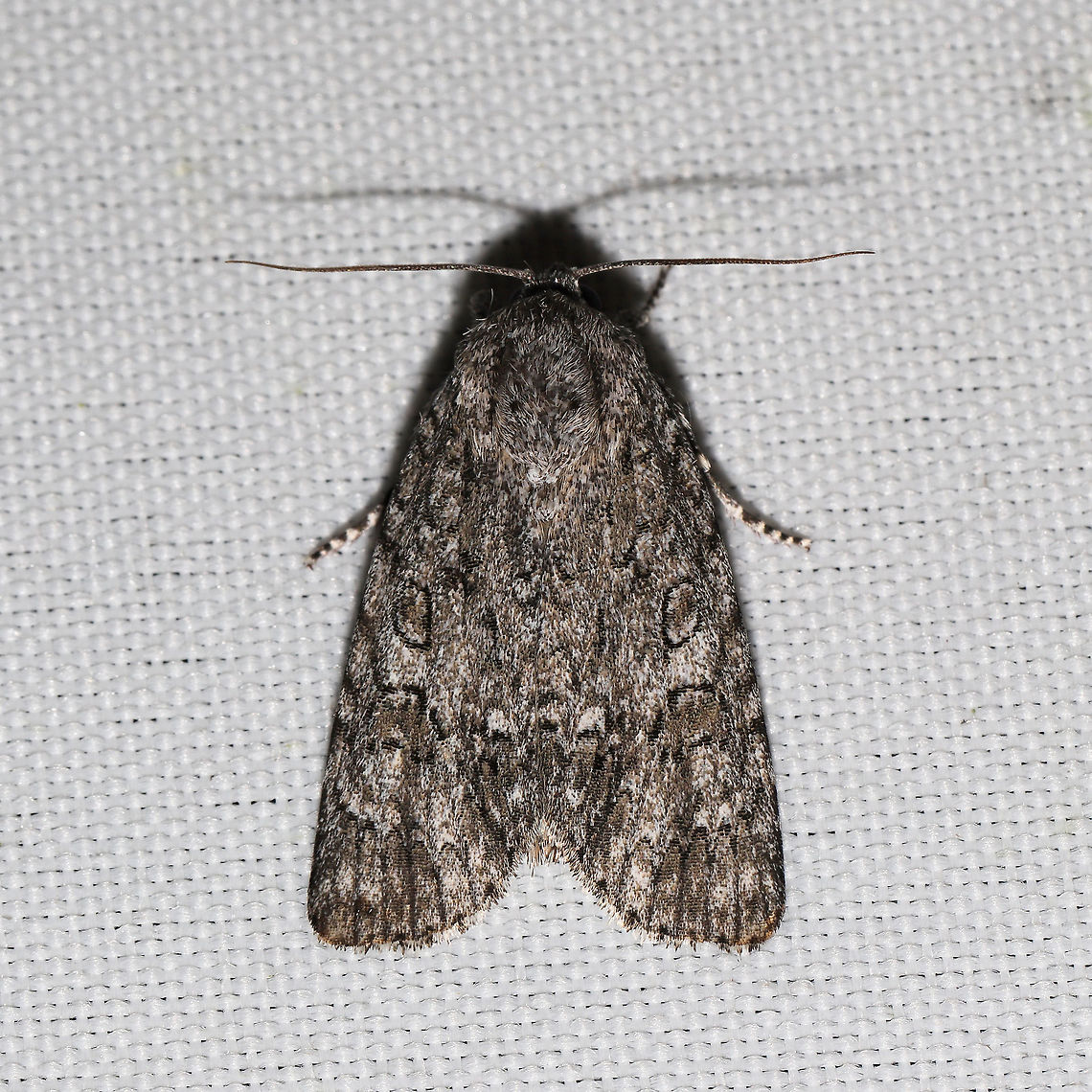 Powdered Dagger (Acronicta impleta) At a 365 + 395nm UV light setup at a mixed forest edge.<br />
 Acronicta impleta,Geotagged,Powdered Dagger Moth,Summer,United States