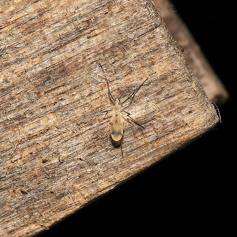 Erioptera sp.? At a 365 + 395nm UV light setup at a mixed forest edge.
 Geotagged,Summer,United States