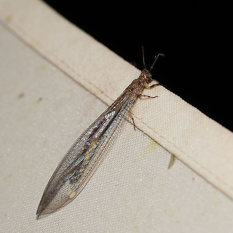 Myrmeleon immaculatus